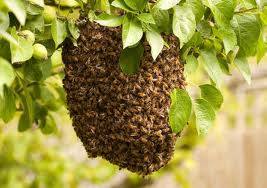 Property Management Albuquerque on Bee   Wasp Removal   Abc Pest Management Services